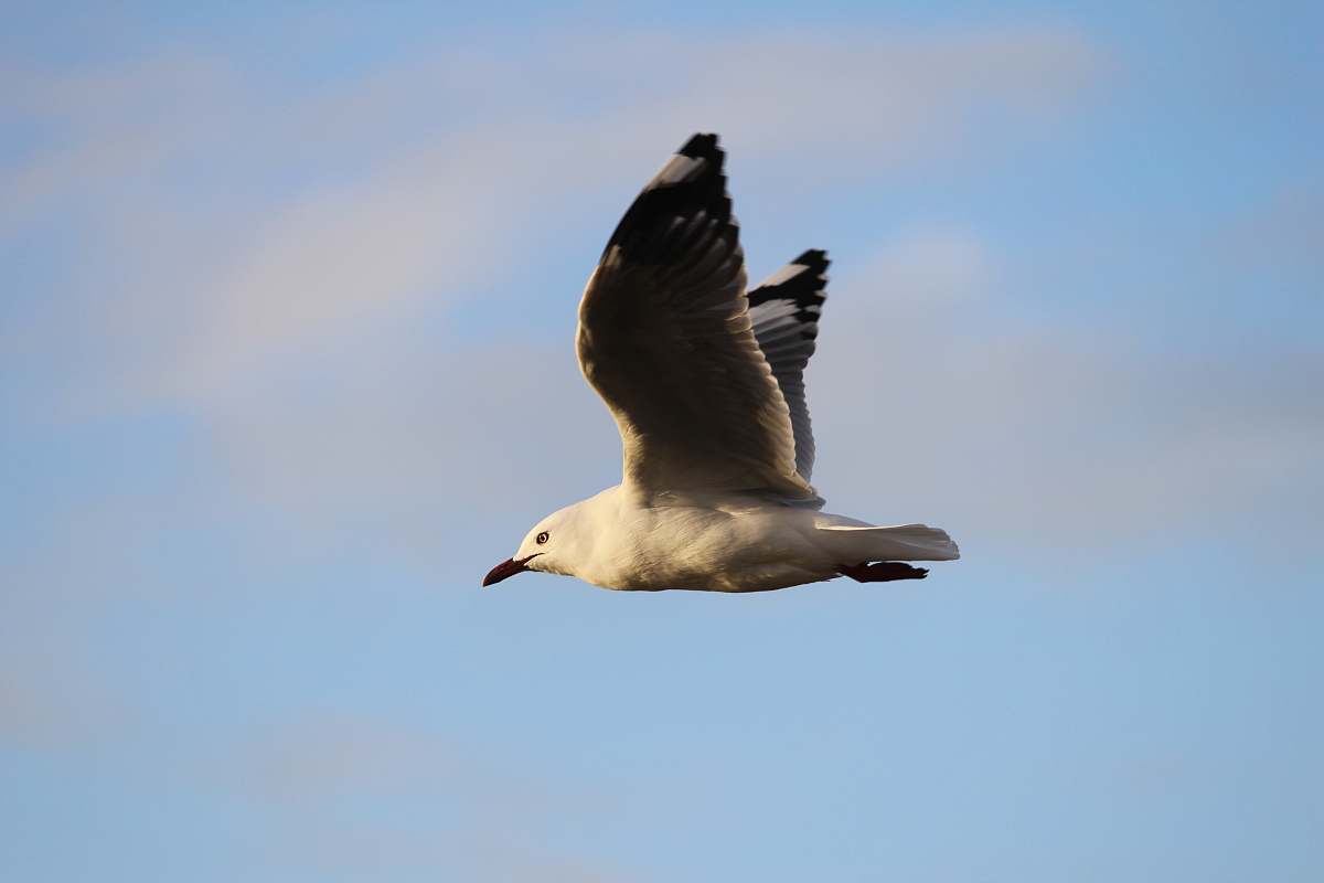 bird high-speed camera tilt-shift lens photography of white bird in flight wings